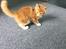 Maine Coon Samson