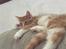 Maine Coon Samson