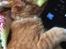 Maine Coon Samson