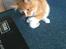 Maine Coon Samson