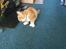 Maine Coon Samson