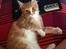 Maine Coon Samson
