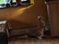 Maine Coon Samson