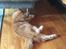 Maine Coon Samson