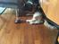 Maine Coon Samson