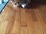 Maine Coon Samson