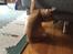 Maine Coon Samson