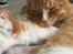 Maine Coon Samson