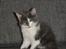 Maine Coon Blackangel's Guldkaramel D. 24.03.2025