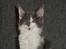 Maine Coon Blackangel's Guldkaramel D. 24.03.2025