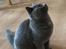 British Shorthair Tinka