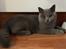 British Shorthair Tinka
