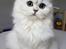 Perser Von-Cherie Princess Kiara of Nosey Paws