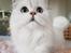 Perser Von-Cherie Princess Kiara of Nosey Paws