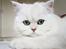 Perser Von-Cherie Princess Kiara of Nosey Paws