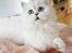 Perser Von-Cherie Princess Kiara of Nosey Paws