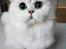 Perser Von-Cherie Princess Kiara of Nosey Paws