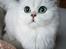 Perser Von-Cherie Princess Kiara of Nosey Paws