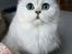 Perser Von-Cherie Princess Kiara of Nosey Paws