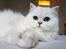 Perser Von-Cherie Princess Kiara of Nosey Paws