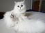 Perser Von-Cherie Princess Kiara of Nosey Paws