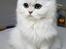 Perser Von-Cherie Princess Kiara of Nosey Paws