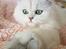 Perser Von-Cherie Princess Kiara of Nosey Paws