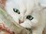 Perser Von-Cherie Princess Kiara of Nosey Paws