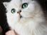 Perser Von-Cherie Princess Kiara of Nosey Paws