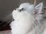 Perser Von-Cherie Princess Kiara of Nosey Paws