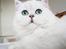 Perser Von-Cherie Princess Kiara of Nosey Paws