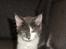 Maine Coon Blackangel's Guldkaramel D. 24.03.2025