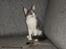 Maine Coon Blackangel's Guldkaramel D. 24.03.2025