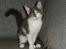Maine Coon Blackangel's Guldkaramel D. 24.03.2025