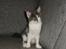 Maine Coon Blackangel's Guldkaramel D. 24.03.2025