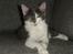 Maine Coon Blackangel's Guldkaramel D. 24.03.2025