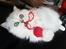 Perser Von-Cherie Princess Kiara of Nosey Paws