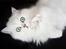 Perser Von-Cherie Princess Kiara of Nosey Paws