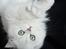 Perser Von-Cherie Princess Kiara of Nosey Paws