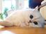 Perser Von-Cherie Princess Kiara of Nosey Paws