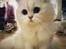 Perser Von-Cherie Princess Kiara of Nosey Paws