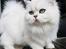 Perser Von-Cherie Princess Kiara of Nosey Paws