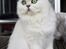 Perser Von-Cherie Princess Kiara of Nosey Paws