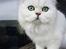 Perser Von-Cherie Princess Kiara of Nosey Paws