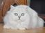 Perser Von-Cherie Princess Kiara of Nosey Paws