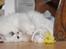 Perser Von-Cherie Princess Kiara of Nosey Paws