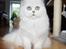 Perser Von-Cherie Princess Kiara of Nosey Paws