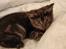 Blanding af racer Thomas Kat