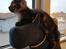 Blanding af racer Thomas Kat