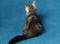 Blanding af racer Thomas Kat